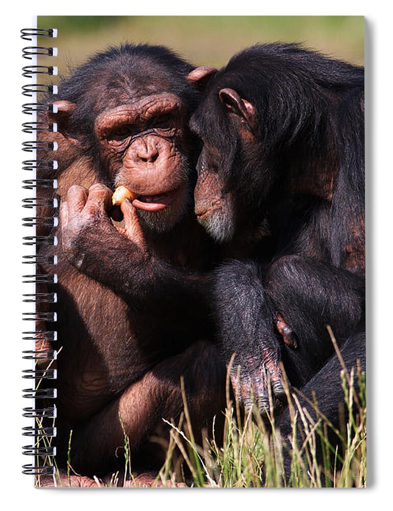 Friends Spiral Notebook featuring the photograph Chimpanzees Eating A Carrot by Nick Biemans