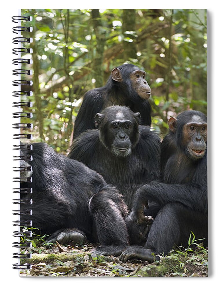 Feb0514 Spiral Notebook featuring the photograph Chimpanzees On Forest Floor Uganda by Suzi Eszterhas