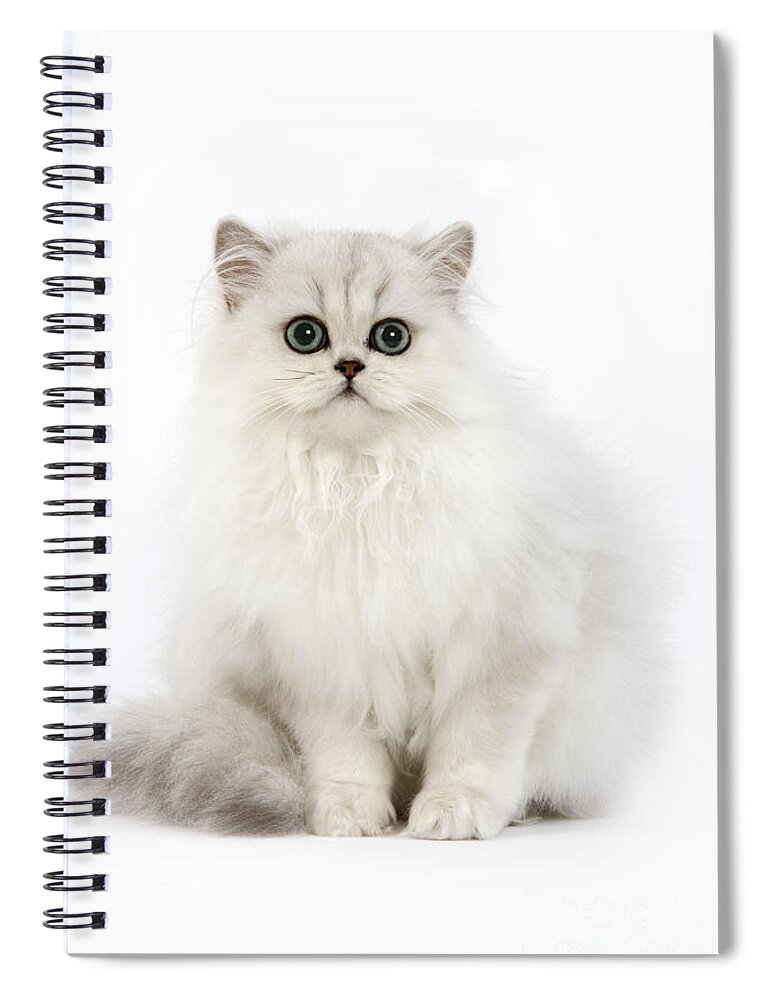 Cat Spiral Notebook featuring the photograph Chinchilla Persian Kitten by Jean-Michel Labat