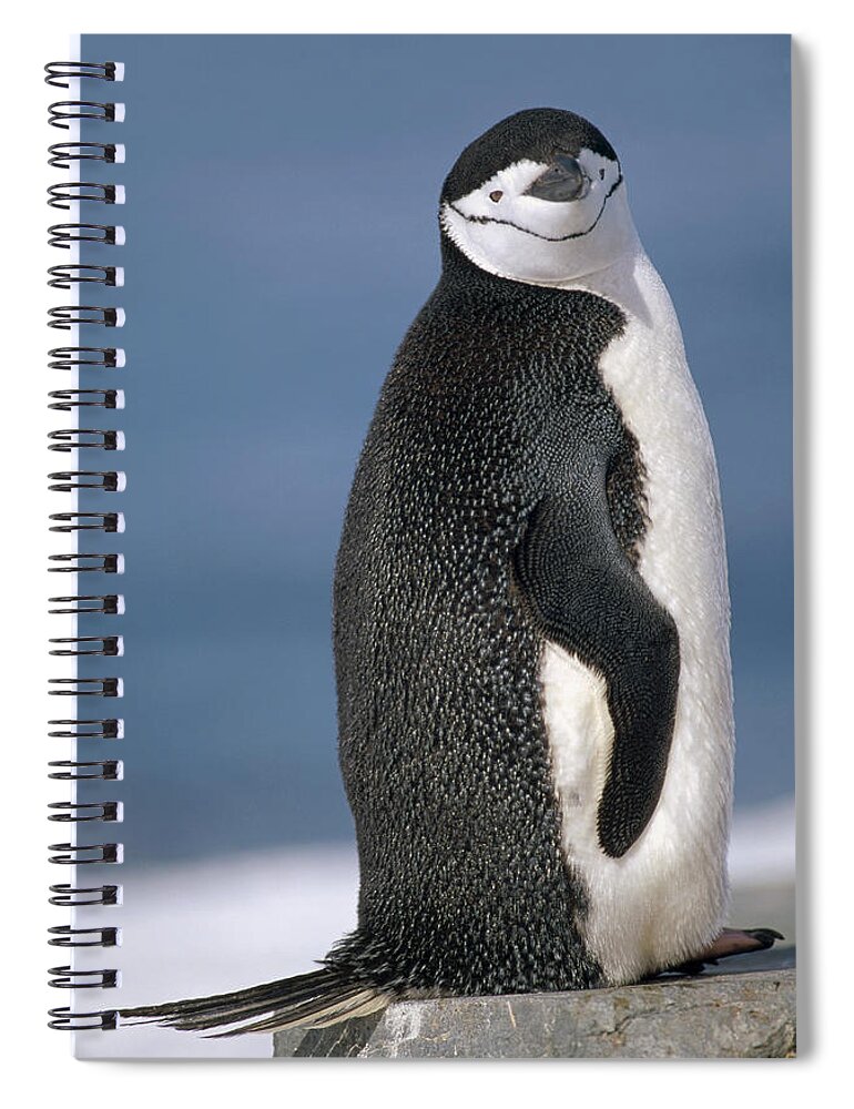 Feb0514 Spiral Notebook featuring the photograph Chinstrap Penguin Half Moon Isl by Tui De Roy