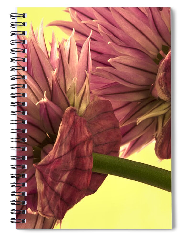 Chive Spiral Notebook featuring the photograph Chive Macro Beauty by Sandra Foster