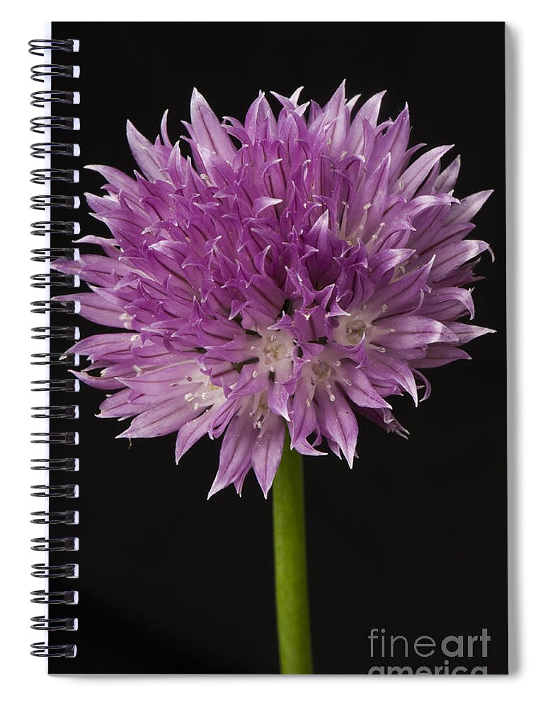 Close Up Spiral Notebook featuring the photograph Chives Flower by Nigel Cattlin