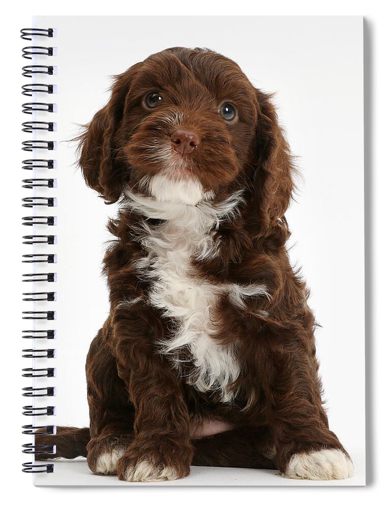Chocolate Cockapoo Puppy Spiral Notebook featuring the photograph Chocolate Cockapoo Puppy by Mark Taylor