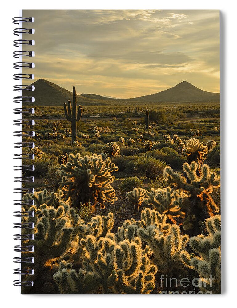 Cholla Cactus Spiral Notebook featuring the photograph Cholla Cactus Golden Hour by Tamara Becker