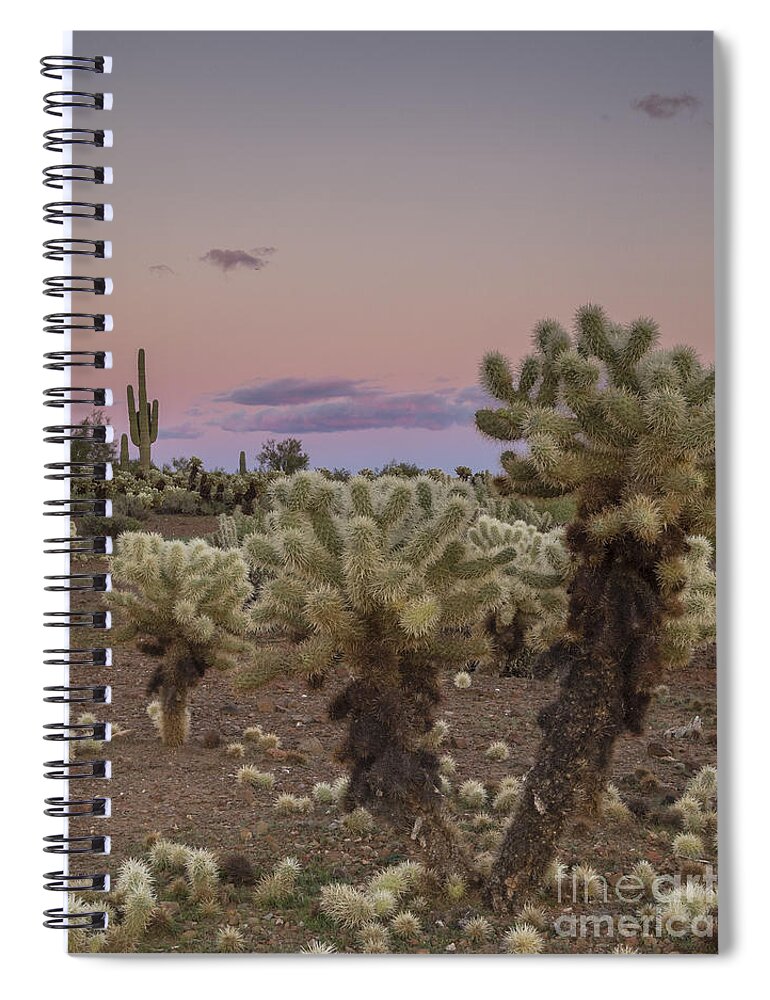 Sunset Spiral Notebook featuring the photograph Cholla Cactus Sunset by Tamara Becker