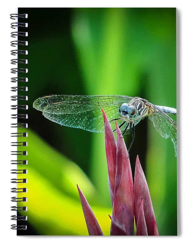 Dragonfly Spiral Notebook featuring the photograph Chomped Wing by TK Goforth