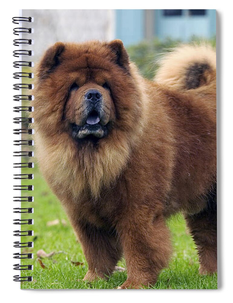 Chow Spiral Notebook featuring the photograph Chow Chow by Jean-Michel Labat