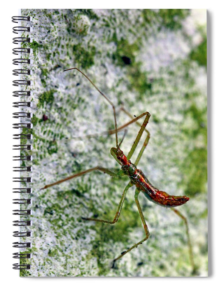 Insects Spiral Notebook featuring the photograph Christmas Bug by Jennifer Robin