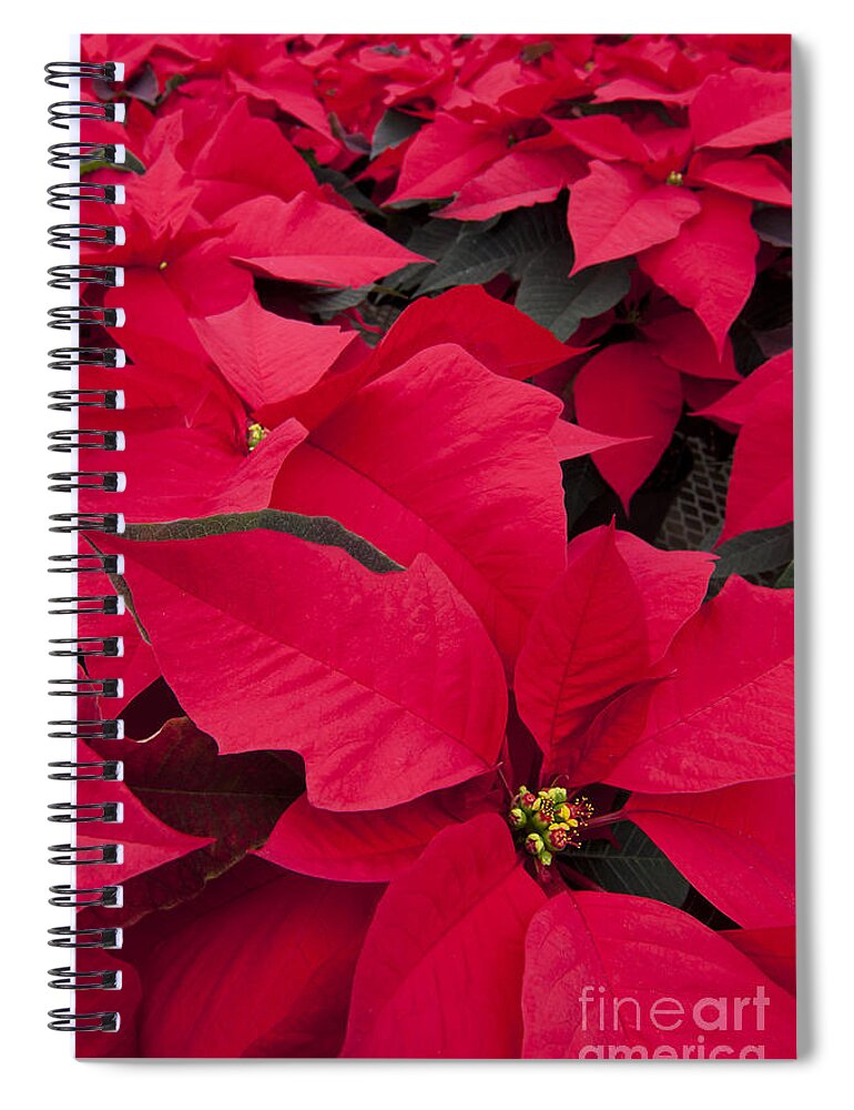 Poinsettia Spiral Notebook featuring the photograph Christmas Flowers by Patty Colabuono