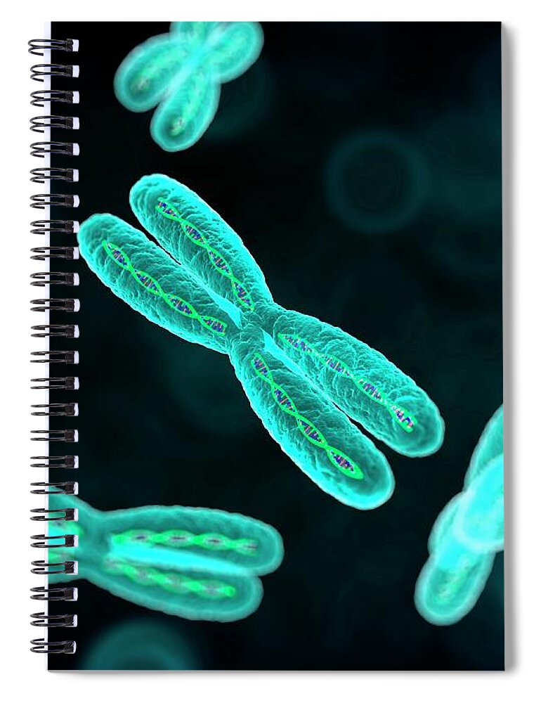 Physiology Spiral Notebook featuring the digital art Chromosomes, Artwork by Science Photo Library - Sciepro
