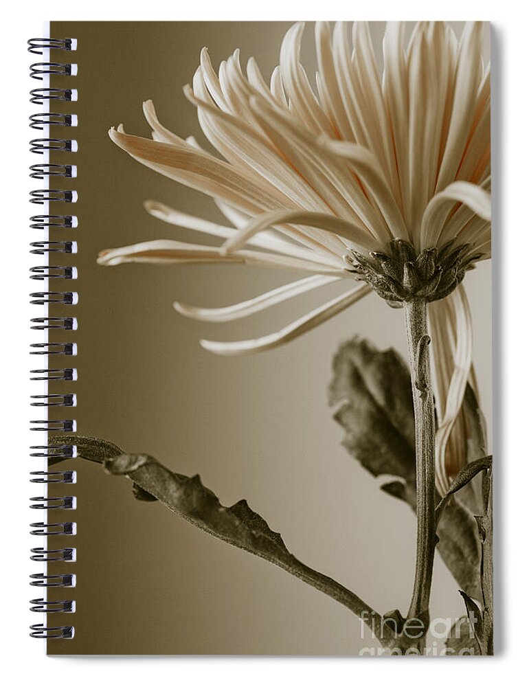 Beautiful Spiral Notebook featuring the photograph Chrysanthemum Petals 2 by Jo Ann Tomaselli