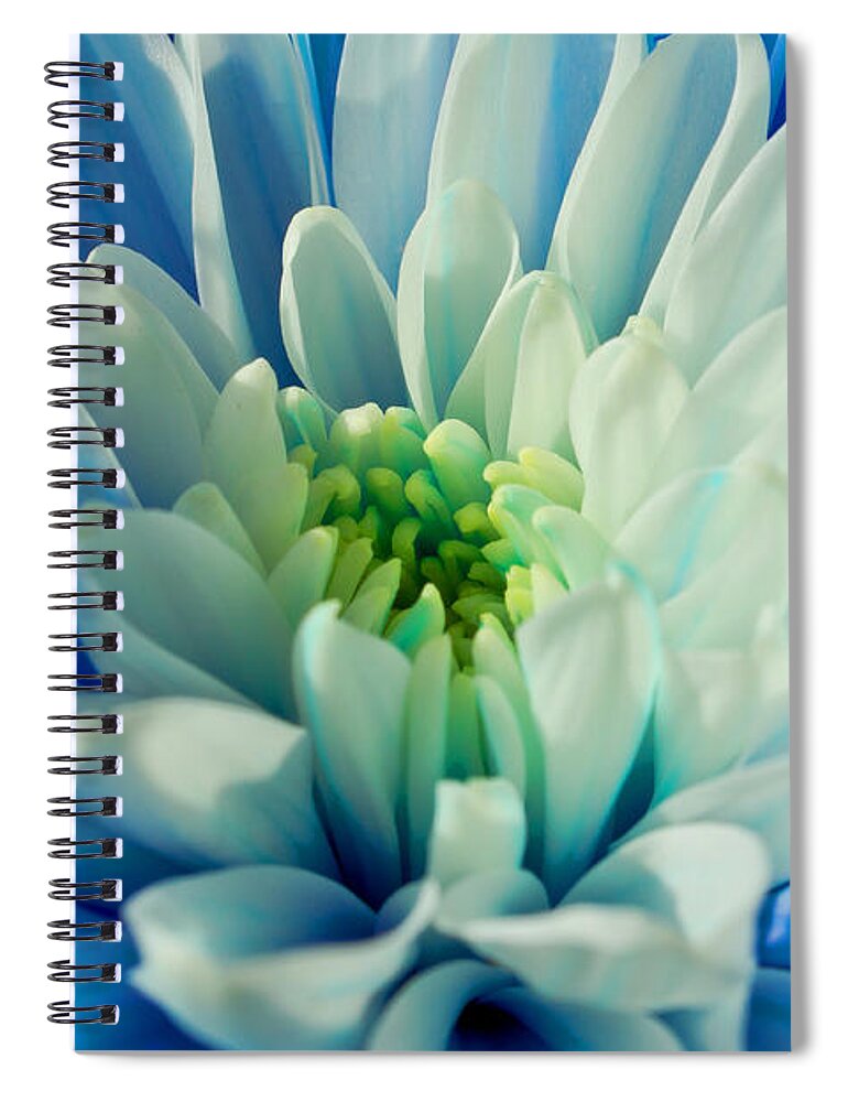 Chrysanthemum Spiral Notebook featuring the photograph Chrysanthemum by Scott Carruthers