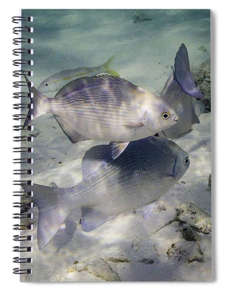Fish Spiral Notebook featuring the photograph Chubbin' Around by Lynne Browne