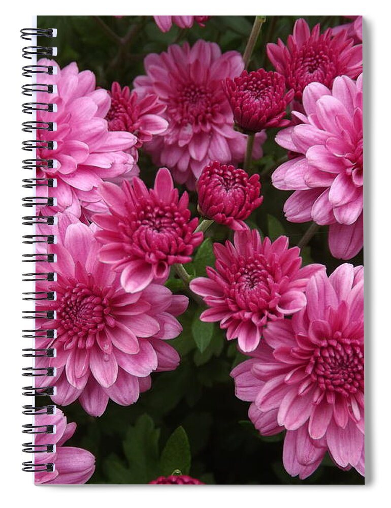 Floral. Macro Spiral Notebook featuring the photograph Circle of Mums by Lingfai Leung