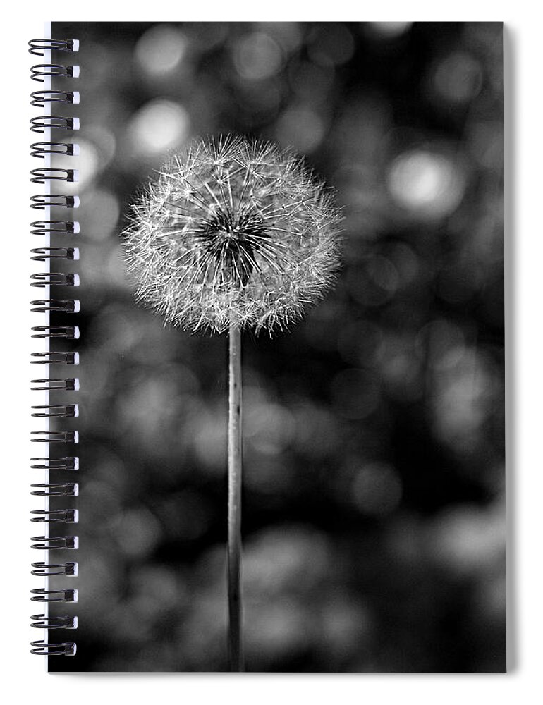Dandelion Spiral Notebook featuring the photograph Circles of Life by Rona Black