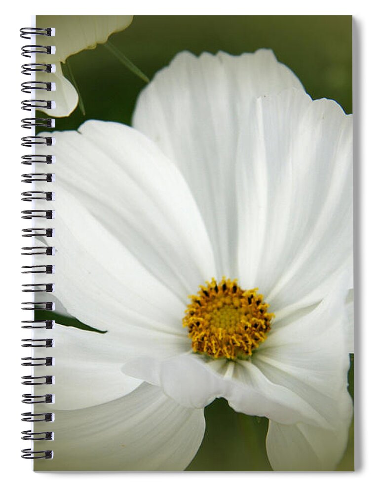 Cosmea Spiral Notebook featuring the photograph Clarity by Christiane Schulze Art And Photography