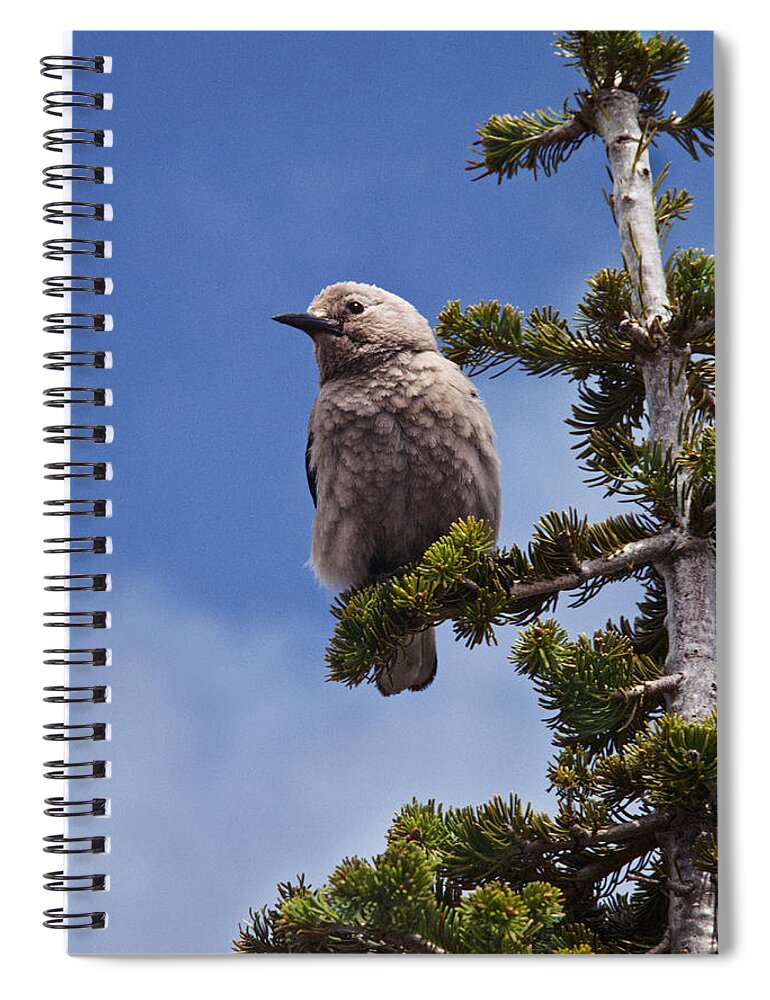Animal Spiral Notebook featuring the photograph Clark's Nutcracker in a Fir Tree by Jeff Goulden