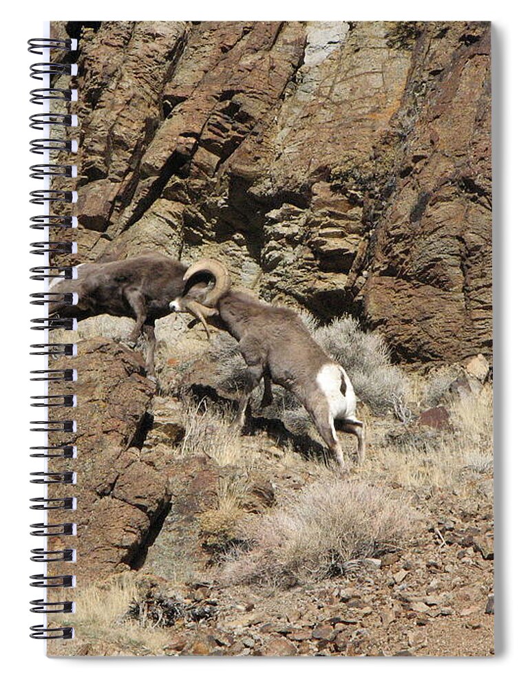 Rocky Moutain Bighorn Rams Spiral Notebook featuring the photograph Clash of the Titans by Darcy Tate