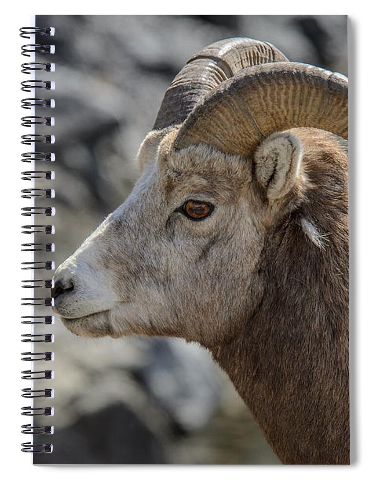 Big Horn Sheep Spiral Notebook featuring the photograph Close Big Horn Sheep by Roxy Hurtubise