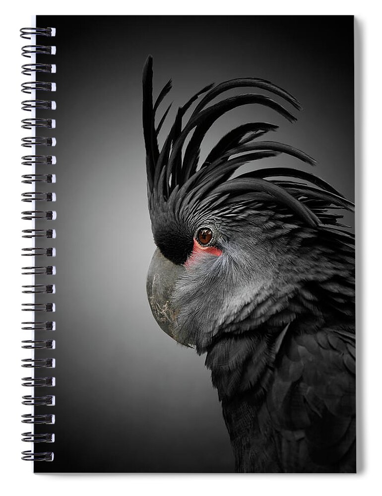 Black Color Spiral Notebook featuring the photograph Close Up Of Cockatoo With Black Feathers by Colin Anderson Productions Pty Ltd