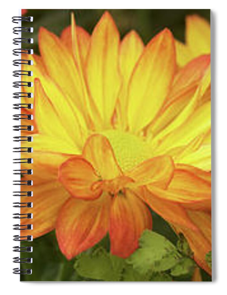 Photography Spiral Notebook featuring the photograph Close-up Of Fall Flowers by Panoramic Images