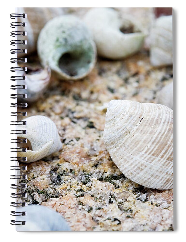 Animal Shell Spiral Notebook featuring the photograph Close-up Of Seashells, West Coast by Kentaroo Tryman