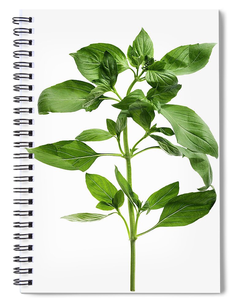 White Background Spiral Notebook featuring the photograph Close Up Of Sprig Of Herbs by Lisbeth Hjort