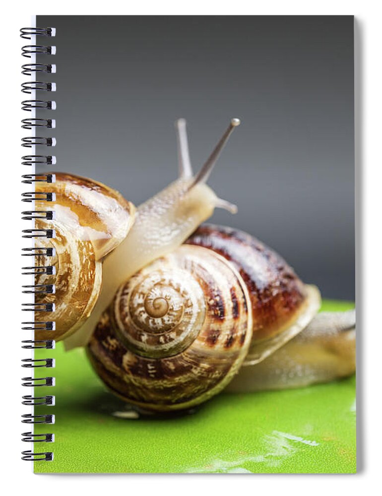 Animal Themes Spiral Notebook featuring the photograph Close Up Of Two Snails Matting by Ozgur Donmaz