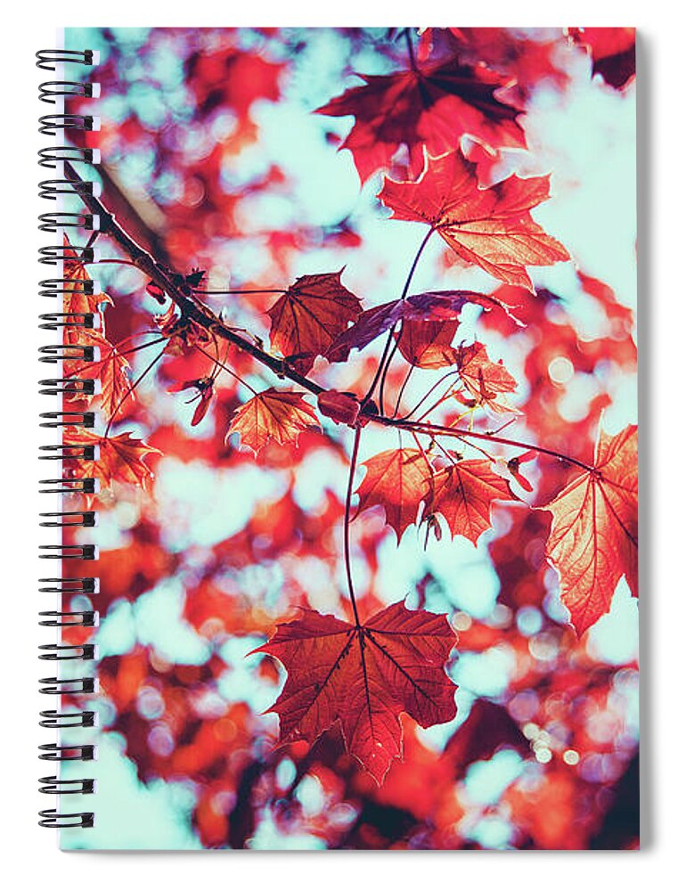 Scenics Spiral Notebook featuring the photograph Closeup Of Reddish Maple Leaves In by D3sign