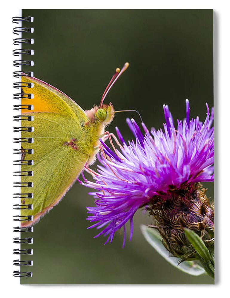 Nis Spiral Notebook featuring the photograph Clouded Yellow Butterfly Feeding by Alex Huizinga