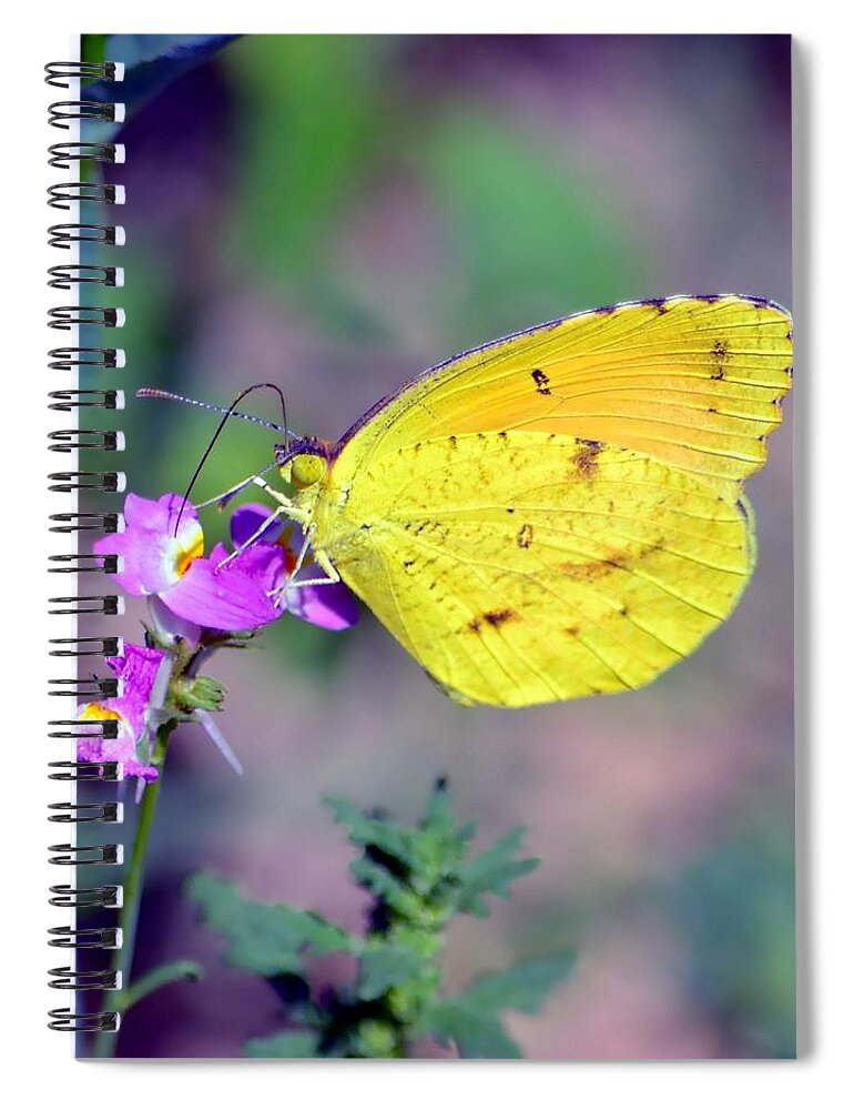 Butterfly Spiral Notebook featuring the photograph Cloudless Sulphur by Deena Stoddard