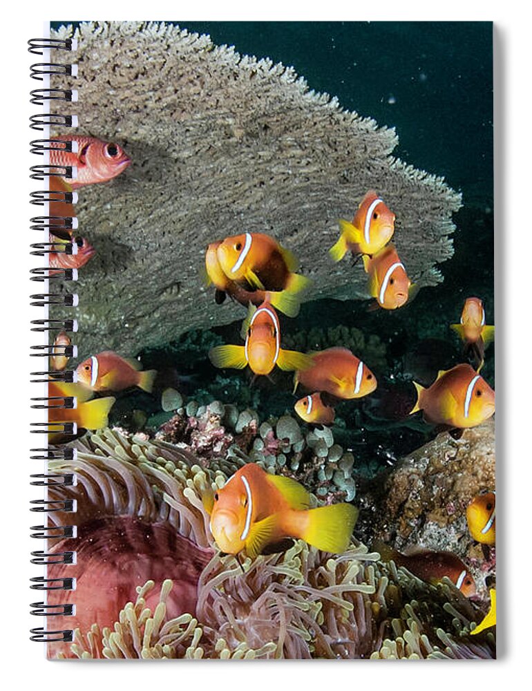Underwater Spiral Notebook featuring the photograph Clown Fish by By Wildestanimal
