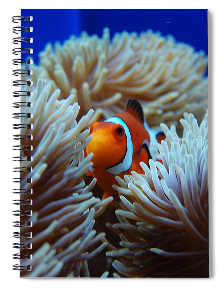 Clown Fish Spiral Notebook featuring the photograph Clown Fish in Sea Anemone by Susan Stevens Crosby