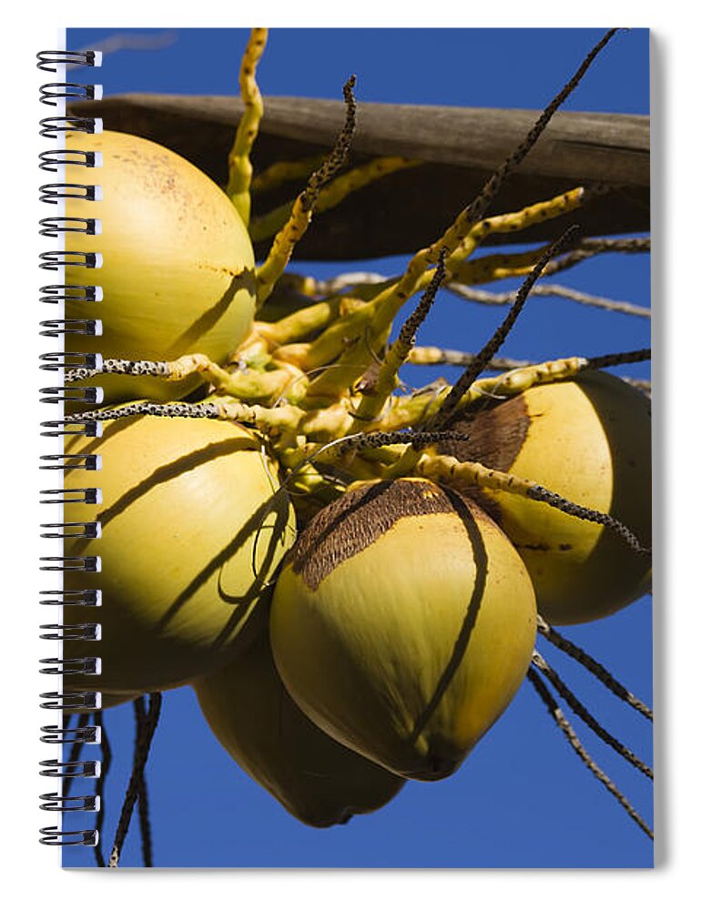 Coconut Spiral Notebook featuring the photograph Coconut 1 by Teresa Zieba