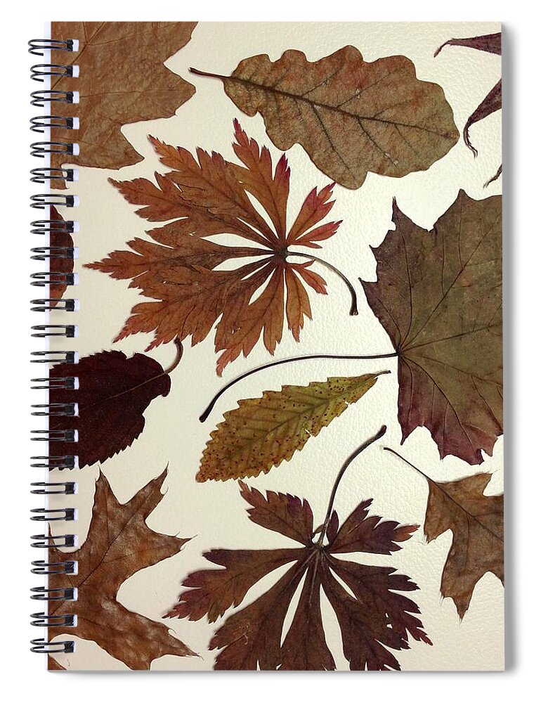 Fragility Spiral Notebook featuring the photograph Collection Of Autumn Leaves On White by Jodie Griggs