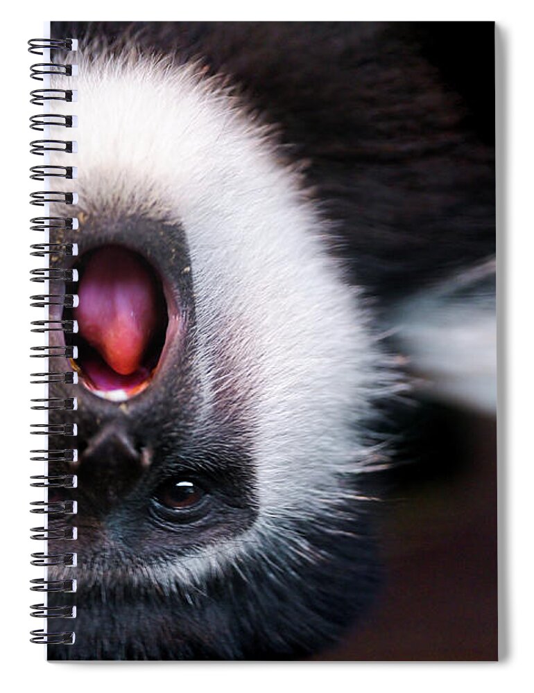 Animal Themes Spiral Notebook featuring the photograph Colobus Monkey Upside Down by Picture By Tambako The Jaguar