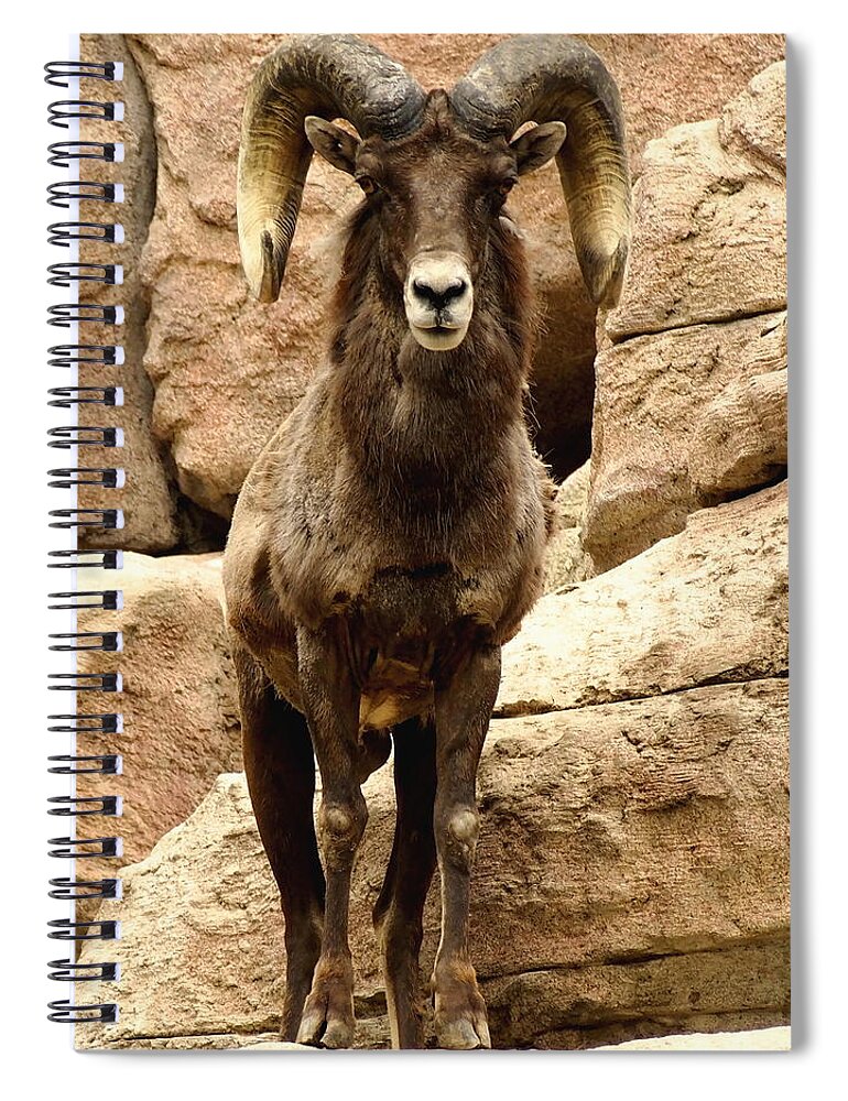 Nature Spiral Notebook featuring the photograph Colorado Big Horn Sheep on Mountain by Amy McDaniel