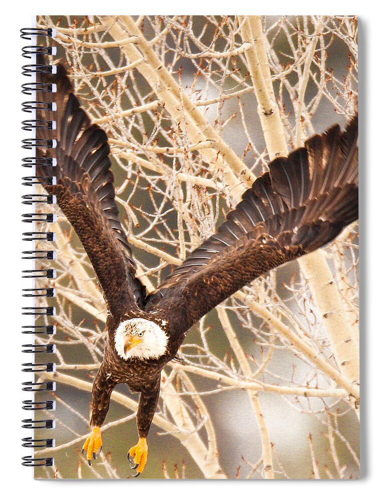 Eagle Spiral Notebook featuring the photograph Colorado River by Kevin Dietrich