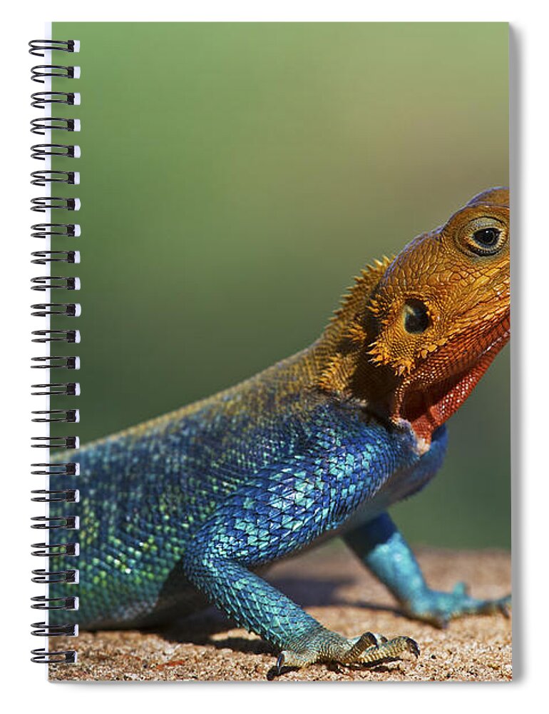 Festblues Spiral Notebook featuring the photograph Colorful Awesomeness... by Nina Stavlund