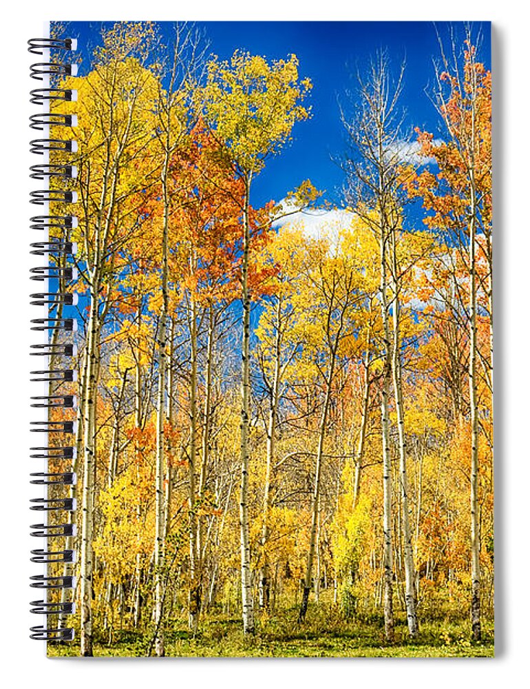 Aspen Spiral Notebook featuring the photograph Colorful Colorado Autumn Aspen Trees by James BO Insogna