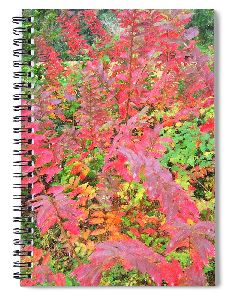 Colorful Fall Leaves Spiral Notebook featuring the photograph Colorful Fall Leaves Autumn Crepe Myrtle by Rebecca Korpita