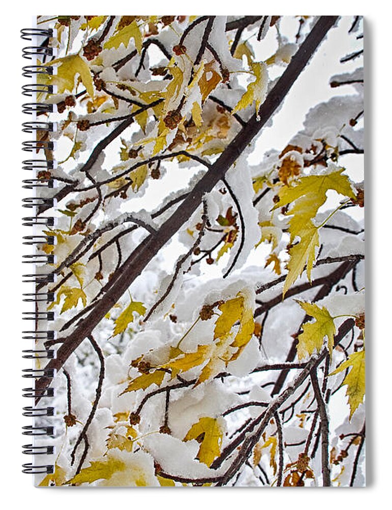 Tree Spiral Notebook featuring the photograph Colorful Maple Tree Branches In The Snow 3 by James BO Insogna