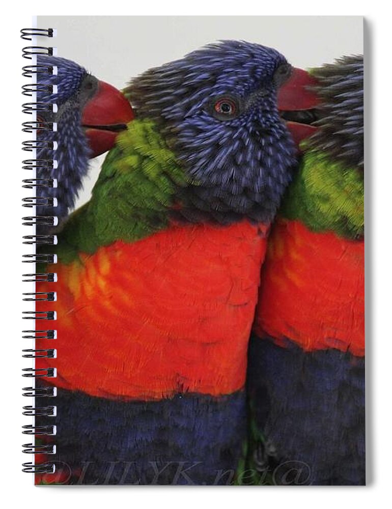 Parrots Spiral Notebook featuring the photograph Colorful therapy by Lily K