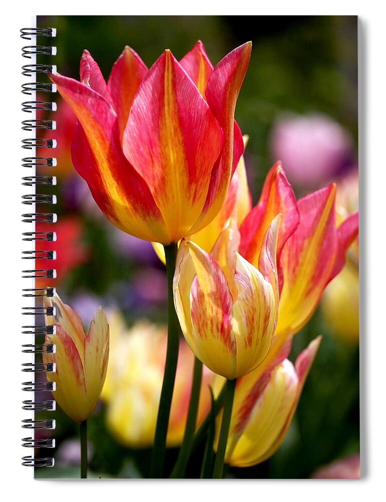 Tulips Spiral Notebook featuring the photograph Colorful Tulips by Rona Black