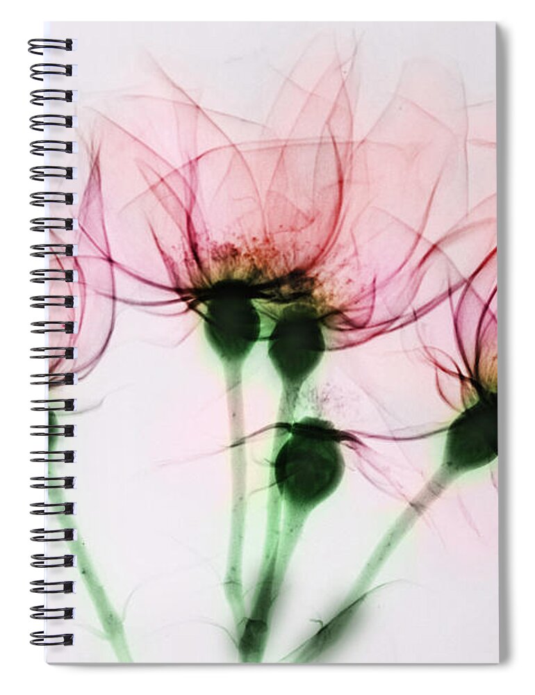Rose Spiral Notebook featuring the photograph Colorized X-ray Of Roses by Scott Camazine