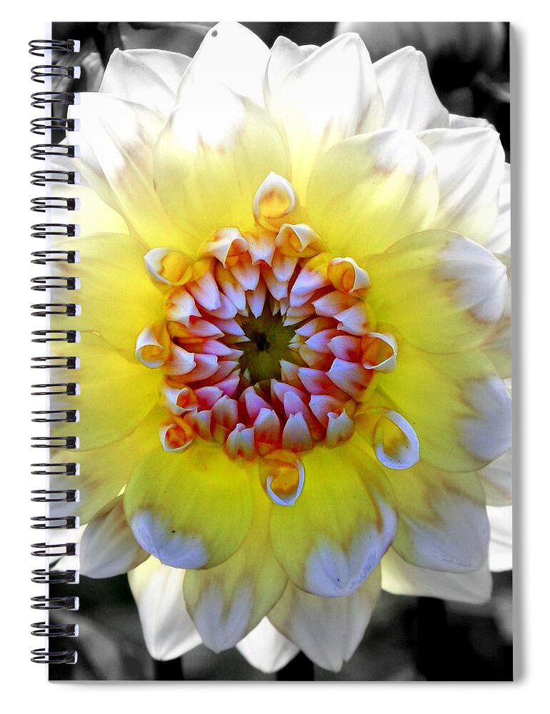 Flowers Spiral Notebook featuring the photograph Colorwheel by Karen Wiles