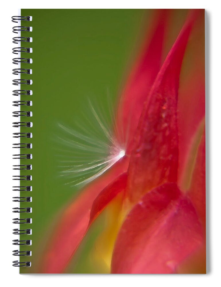 Flowers Spiral Notebook featuring the photograph Columbine Fairy by Brenda Jacobs