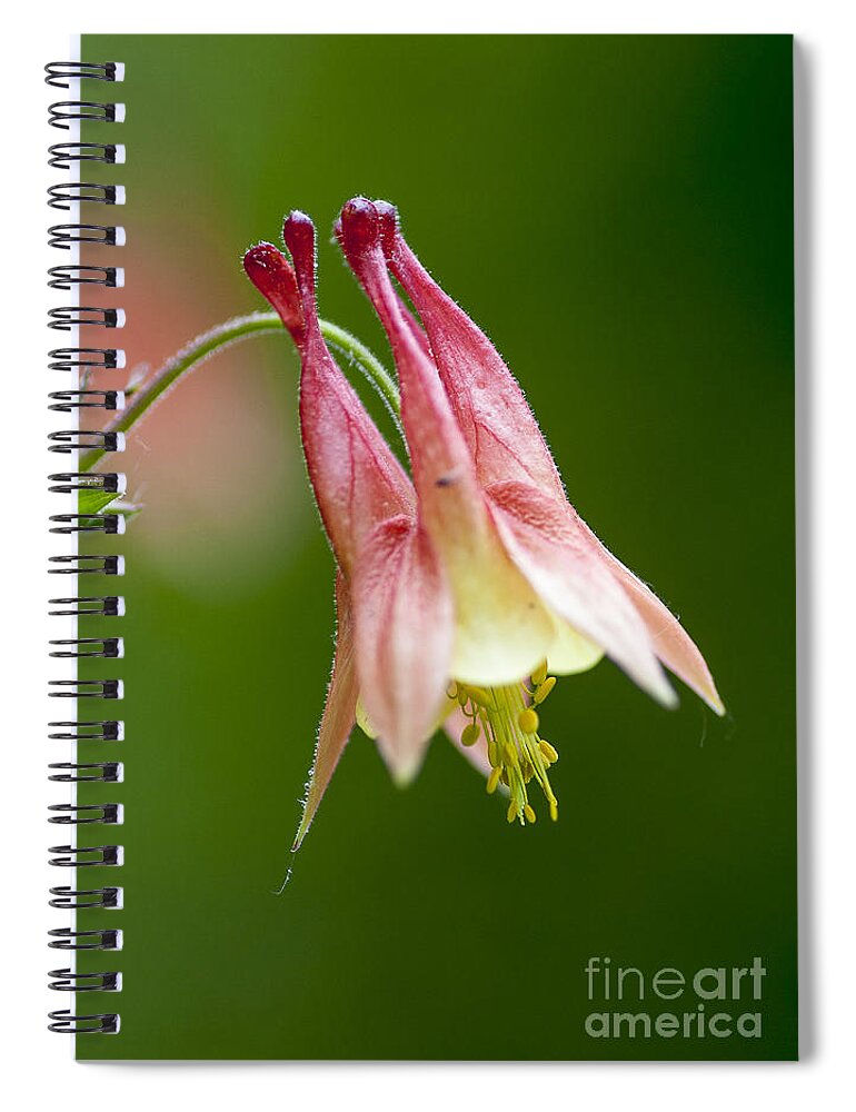 Flowers Spiral Notebook featuring the photograph Columbine by Steven Ralser