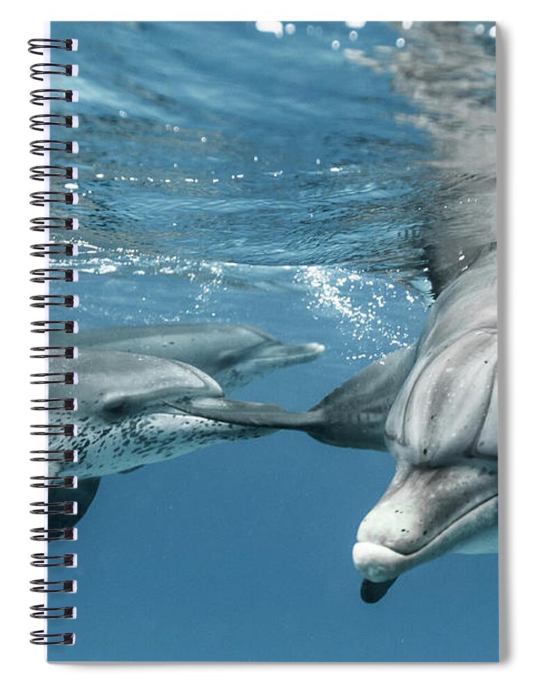 Underwater Spiral Notebook featuring the photograph Coming Close by Kerstin Meyer