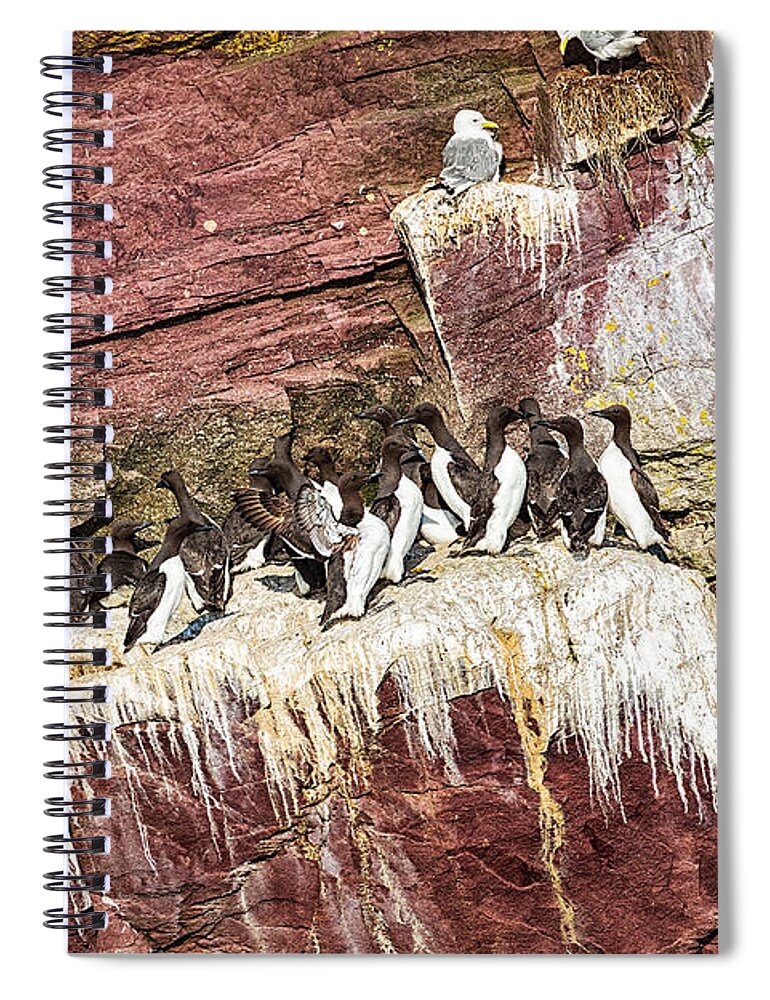 Common Murre Spiral Notebook featuring the photograph Common Murres by Perla Copernik